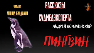 Рассказы Судмедэксперта: ПИНГВИН (автор: Андрей Ломачинский).