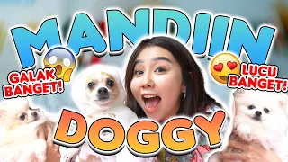 KESERUAN MANDIIN DOGGY AKU!! DIGIGIT !!