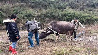 第一次教小牛犁地，没想到它这么配合，棒！