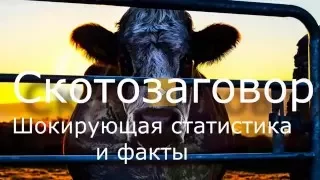 Cowspiracy/Скотозаговор-разрушительное действие мясной промышленности на Эко-систему Земли.