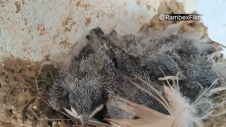 House Martin (Swallow) nest - Follow how they grow - Part 5