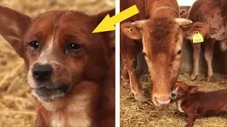 Piesek wpadł w depresję, gdy rolnik zabrał krowę na rzeź, To co się stało zaskoczyło wszystkich