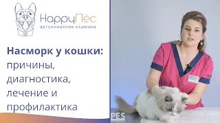 Насморк (ринит) у кошек: причины, диагностика, лечение и профилактика.