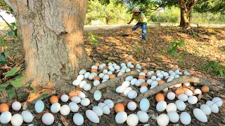 unigue ! Collect a lot of duck eggs at the base of trees in Chamkar Svay