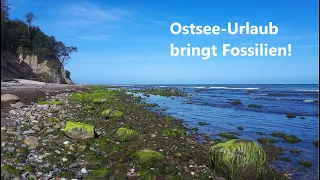 Dieses Wetter muss Glück bringen - Fossilien suchen an der Ostsee