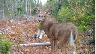 Bucks in Rut follow Doe | Deer | Closeup | Trail Cam | Bobcat | Maine Wildlife Trail Video11.13.2020