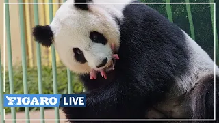 🔴La naissance rare de deux BÉBÉS PANDAS au Zoo de Beauval 🐼