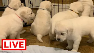 LIVE STREAM Puppy Cam! Labrador puppies at play!