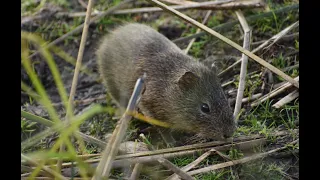 Aperea / Preá (Cavia aperea) Mini Documental