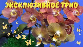 Знаменитое орхидейное трио фаленопсисов "Эксклюзив"