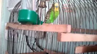 Говорящий попугайчик Ричи