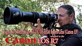 Canon EOS R7 and the Sigma 60-600mm f/4.5-6.3 DG OS HSM Sports Lens (Canon EF) - adapted