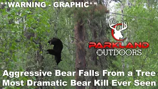Aggressive Bear Falls From a Tree **WARNING - GRAPHIC**  Most Dramatic Bear Kill Ever Seen