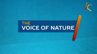 The Voice of Nature: Mangrove conservation