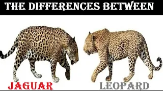 Differences Between Jaguar And Leopard - Leopard Vs Jaguar Differences