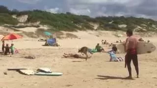 kangaroo on the beach in Australia at One Mile Beach, NSW - skippy wants a sunbake