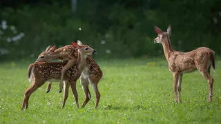 Fawn whitetail. deer triplets having a playful time , too funny 😂 z9 Nikon 200-500