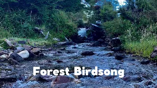 Forest Birdsong, Nature Sounds-Relaxing Bird Sounds for Sleeping-Calming Birds Chirping Ambience