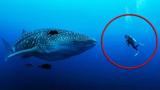 Дайвер не мог понять, что от него хочет этот морской великан. Пока акула не схватила его за руку!