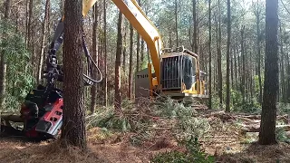 Primeiro desbaste no plantio de pinus