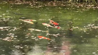 THE MOST EXPENSIVE PETS  KOI FISH IN JAPAN / Monet's pond's Seki City,Japan