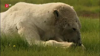 Welt der Tiere: Der Eisbär im Gras Doku (2013)