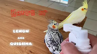 Shoot my Cockatiels | Birbs' Reactions to Mite and Lice Spray