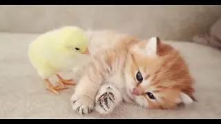 Kitten 😺 sleeps sweetly with chicken 🐓