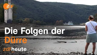 Dürre am Rhein – Die Folgen der Wassernot