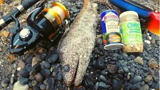 Catch n' Cook Big NASTY Moray EEL!