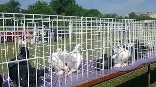 17.06.2023. м. Житомир. Виставка - ярмарок голубів та іншої птиці!Скоро Білогородка,чудова виставка!