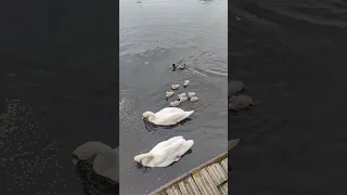 Living on a houseboat feeding baby swans (cygnets) part 1 #riverlife