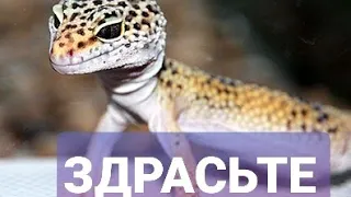 Снимает шкуру с геккона