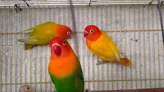 🦜🕊️🕊️Sleep Inducer: Nature's Flute by Lovebird's Chirping" family lovebird