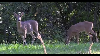 This is Why You're Not Seeing Bucks - Deer & Deer Hunting TV