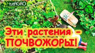 10 РАЗ ПОДУМАЙТЕ, ПРЕЖДЕ ЧЕМ САЖАТЬ ЭТИ РАСТЕНИЯ! Растения-почвожоры сожрут вашу землю!