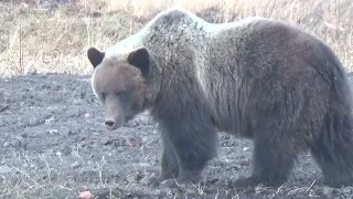 Grizzly Bear by Grand Prairie, Alberta.