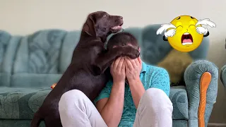 Funny Dog Reaction to me Crying prank !The best reaction of a Labrador Puppy!