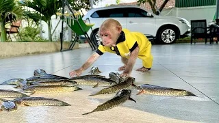 So Funny! Bibi was curious when he saw the snakehead fish!