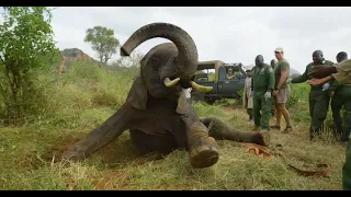 Ex-Orphan Barsilinga Comes Home For Help | Sheldrick Trust