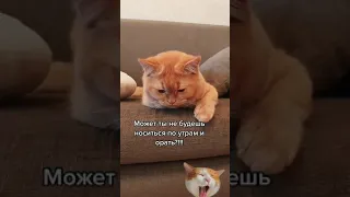 Утренний разговор с котом 😹👍🙀