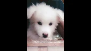 Funniest and Cutest Pomeranian Dog Videos Compilation💗💗💗💗💗