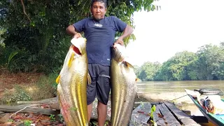 MACAM DAPAT BUAYA....😱.TARIKANNYA BIKIN BASAH BADAN BANG ANTON.#bigfish #ikanpredator  #tajur