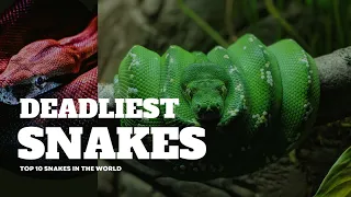 Top 10 most Deadliest Snakes in 2023!