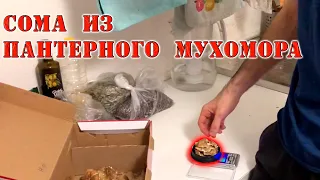 СОМА из пантерного мухомора | Рецепт Сомы