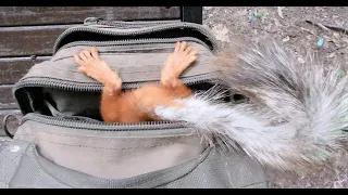 Пришла незнакомая белка. Посмотреть что у меня в рюкзаке / An unfamiliar squirrel in my backpack