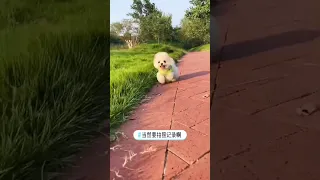 OMG So Cute 😍 Tik Tok Chó Phốc Sóc Mini 🐶Funny and Cute Dog Pomeranian #shorts