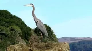 Great Blue Heron Takes Flight