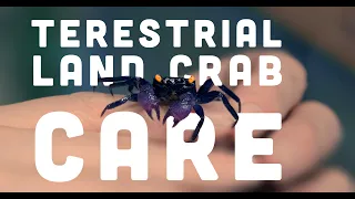 How to CARE for Terrestrial LAND CRABS | Vampire Crabs