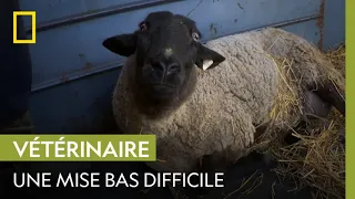 Cette brebis n'arrive pas à mettre bas